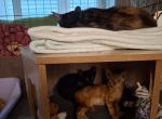 Lioness at Broward County - Domestic Cat For Adoption - Fort Lauderdale&comma; FL&comma; US