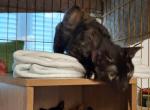Whisker Kitty - Domestic Cat For Adoption - Fort Lauderdale&comma; FL&comma; US