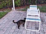 Lelani - American Shorthair Cat For Adoption - Fort Lauderdale&comma; FL&comma; US