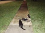 Lemonista Broward County - Domestic Cat For Adoption - Fort Lauderdale&comma; FL&comma; US