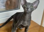 Yarika - Oriental Cat For Sale - Pembroke Pines&comma; FL&comma; US