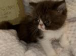 Minuet2 - Exotic Kitten For Adoption - Poplarville&comma; MS&comma; US