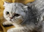 Zoi - Scottish Fold Cat For Sale - Rockford&comma; IL&comma; US