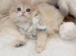Apple - British Shorthair Kitten For Sale - Riverside&comma; CA&comma; US