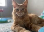 Lionel - Maine Coon Cat For Sale - Grayslake&comma; IL&comma; US