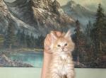 Casper of Donnelly - Maine Coon Cat For Sale - Port Clinton&comma; OH&comma; US