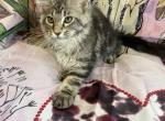 Billy the kid - Maine Coon Cat For Sale - Paron&comma; AR&comma; US