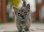Francios - Munchkin Cat For Sale - Neosho&comma; MO&comma; US