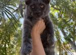 Frankie - Maine Coon Cat For Sale - Hollywood&comma; FL&comma; US