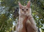 Elf - Maine Coon Cat For Sale - Hollywood&comma; FL&comma; US