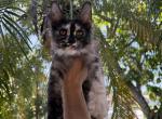 Eli - Maine Coon Cat For Sale - Hollywood&comma; FL&comma; US