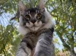 Elton - Maine Coon Cat For Sale - Hollywood&comma; FL&comma; US