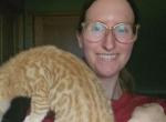Orange Bengal Male Kitten Rare - Bengal Cat For Sale - Cedar Springs&comma; MI&comma; US