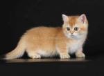 Klepa munchkin golden shaded chinchilla short legs - Munchkin Cat For Sale - TX&comma; US