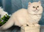 Olive blue eyed fluffy angel munchkin standard - Munchkin Cat For Sale - TX&comma; US