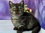 Sorbonne tiny black smoke munchkin with short legs - Munchkin Cat For Sale - TX&comma; US