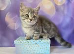 Percy munchkin short legs blue classic tabby - Munchkin Cat For Sale - TX&comma; US