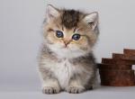 Wicket munchkin standard ticked baby short legs - Munchkin Cat For Sale - TX&comma; US