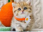 Camille munchkin standard golden tabby short legs - Munchkin Kitten For Sale - TX&comma; US