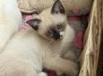 Female Snowshoe Siamese Polydactyl - Snowshoe Cat For Sale - Battle Creek&comma; MI&comma; US