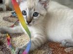 Female Lynx Point Snowshoe Siamese - Snowshoe Cat For Sale - Battle Creek&comma; MI&comma; US