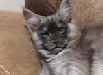 Maryanne - Maine Coon Cat For Sale - Trevor&comma; WI&comma; US