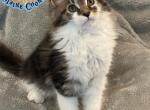 Cher - Maine Coon Cat For Sale - Kent&comma; WA&comma; US