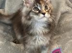 Amber - Maine Coon Cat For Sale - Kent&comma; WA&comma; US