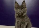 Toskana Polydactyl - Maine Coon Cat For Sale - Hollywood&comma; FL&comma; US