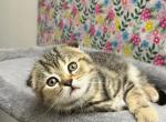 Fold girl - Scottish Fold Kitten For Sale - Tukwila&comma; WA&comma; US
