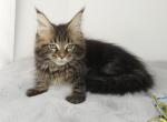 XL BROWN TABBY FEMALE SUPER NICE BREED ONLY - Maine Coon Cat For Sale - Union City&comma; MI&comma; US