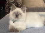 Ragdoll boys 900 each Northern Virginia - Ragdoll Cat For Sale - Front Royal&comma; VA&comma; US