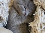 Jack - Scottish Straight Kitten For Sale - Molalla&comma; OR&comma; US