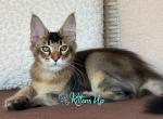 Archi - Maine Coon Cat For Sale - Miami&comma; FL&comma; US