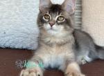 Agata - Maine Coon Cat For Sale - Miami&comma; FL&comma; US