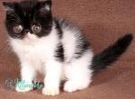 Callie - Exotic Cat For Sale - Pembroke Pines&comma; FL&comma; US