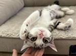 Qiqi - American Shorthair Cat For Sale - San Jose&comma; CA&comma; US