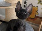 Heyhey - Devon Rex Cat For Sale - San Jose&comma; CA&comma; US