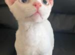 Baibai - Devon Rex Kitten For Sale - San Jose&comma; CA&comma; US