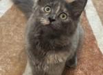 Lulu the ragcoon - Maine Coon Cat For Sale - Saugerties&comma; NY&comma; US