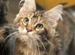 Peach - Maine Coon Cat For Sale - Saugerties&comma; NY&comma; US