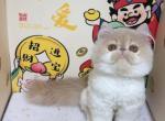 Feifei - Persian Kitten For Sale - San Jose&comma; CA&comma; US