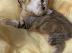 Maymay - British Shorthair Kitten For Sale - San Jose&comma; CA&comma; US