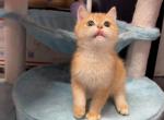 Aden - British Shorthair Kitten For Sale - San Jose&comma; CA&comma; US