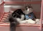 Toffee - American Shorthair Cat For Sale - San Jose&comma; CA&comma; US