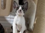 Star - Devon Rex Kitten For Sale - San Jose&comma; CA&comma; US