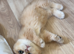 Sweet cake - Munchkin Kitten For Sale - San Jose&comma; CA&comma; US