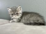 Ivy - Exotic Kitten For Sale - Vancouver&comma; WA&comma; US