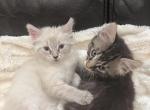 3 kittens for sale - American Longhair Kitten For Sale - Agawam&comma; MA&comma; US