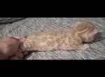 SiriusADOPTED - Bengal Kitten For Sale - Front Royal&comma; VA&comma; US